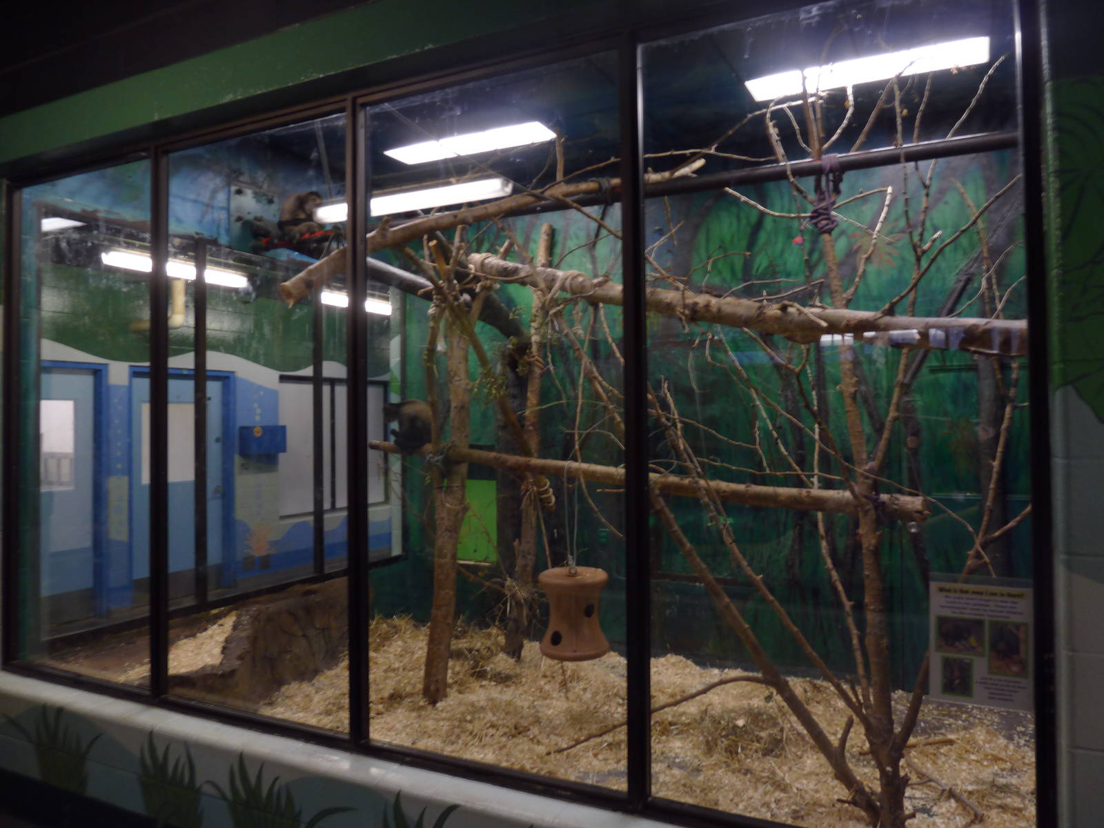 Black-Handed Spider Monkey Exhibit