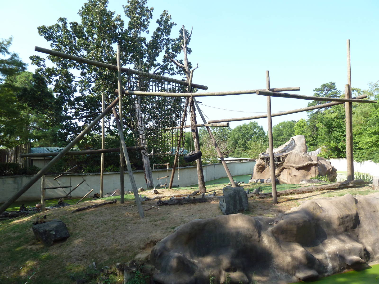 Black-Handed Spider Monkey Exhibit