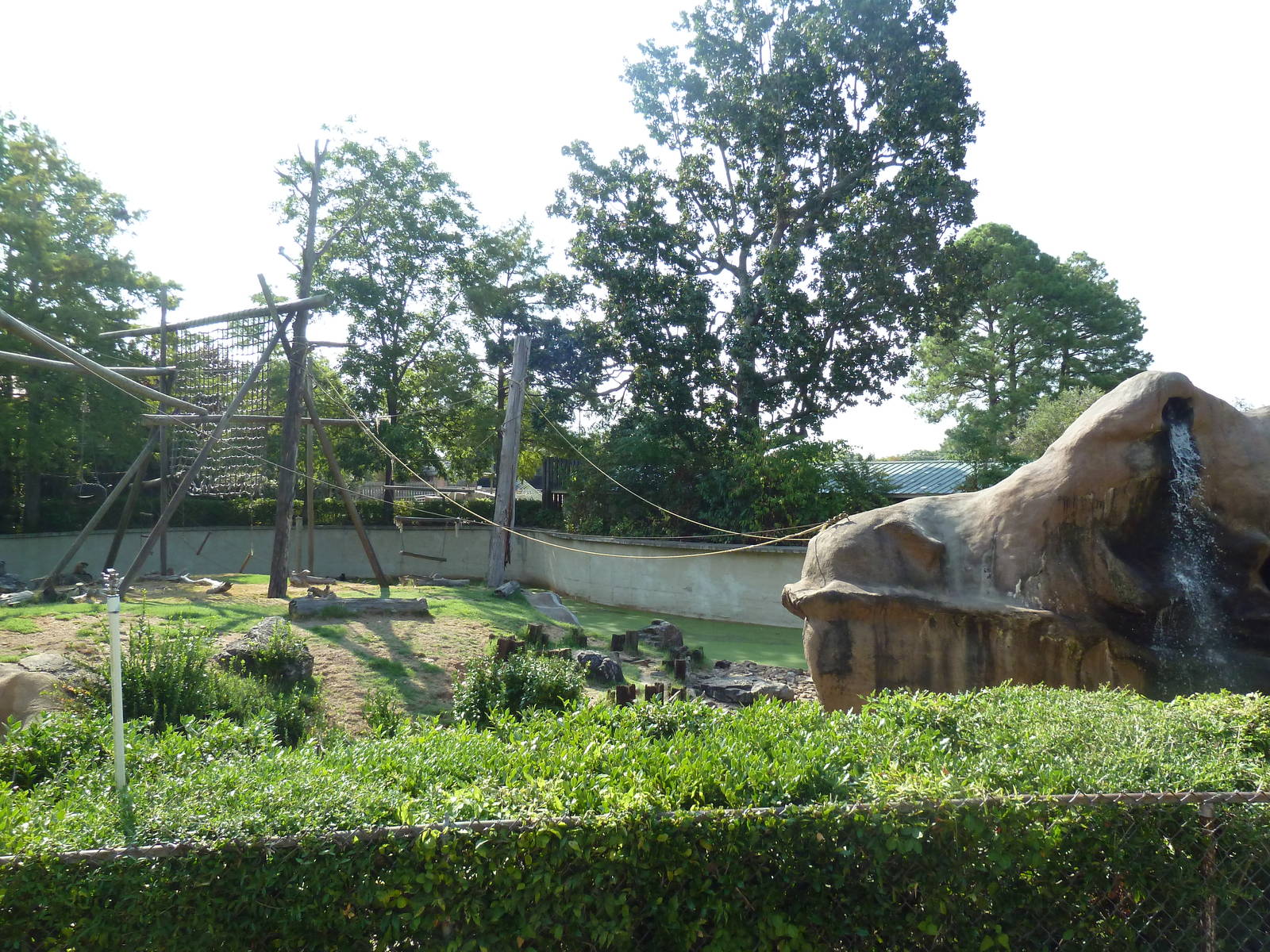 Black-Handed Spider Monkey Exhibit