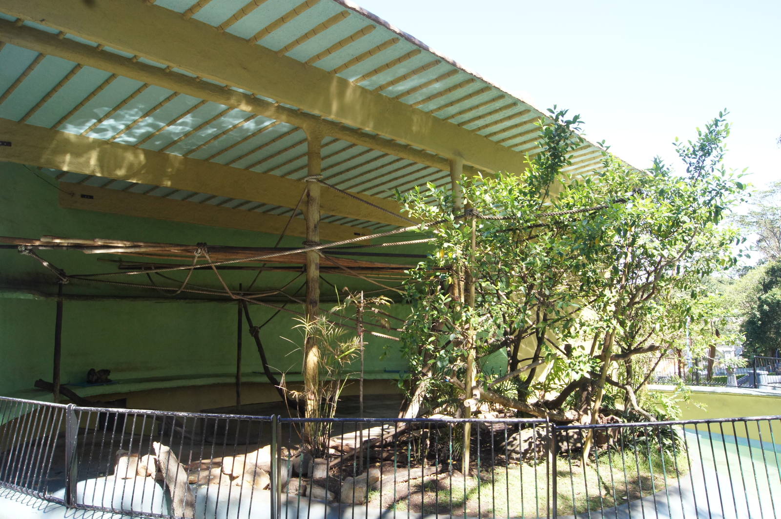 Black Handed Spider Monkey Exhibit
