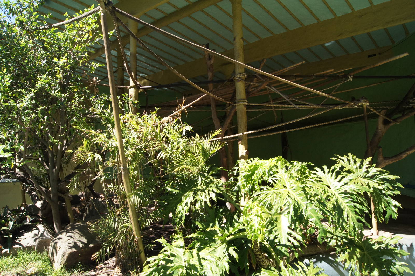 Black Handed Spider Monkey Exhibit