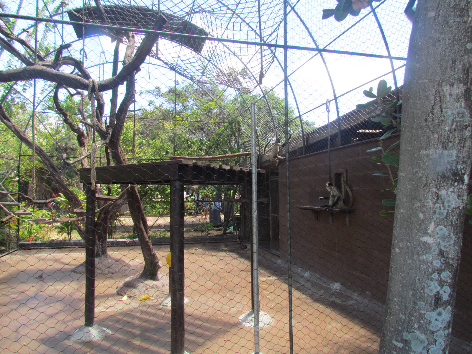 Black-handed Spider Monkey Exhibit