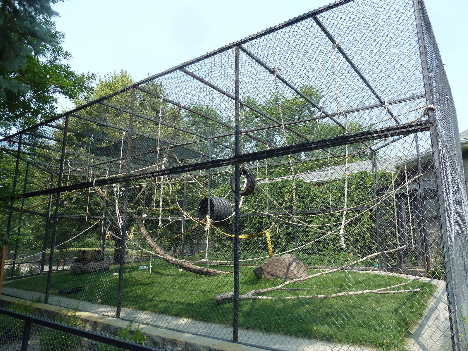 Black-Handed Spider Monkey Exhibit