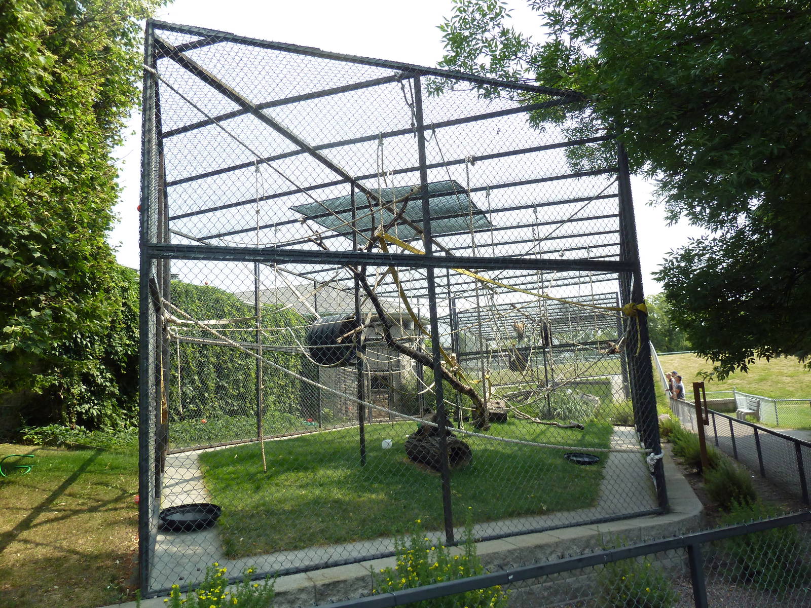 Black-Handed Spider Monkey Exhibit