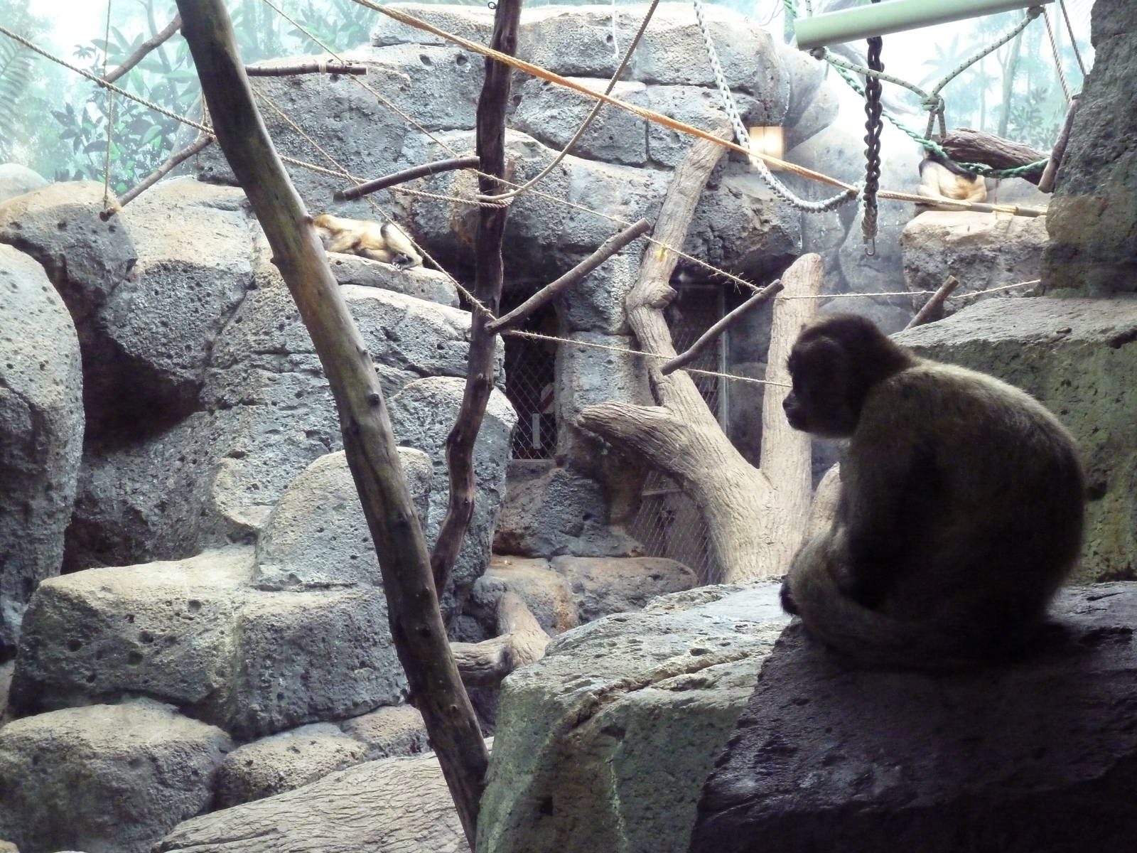 Black-Handed Spider Monkey Exhibit