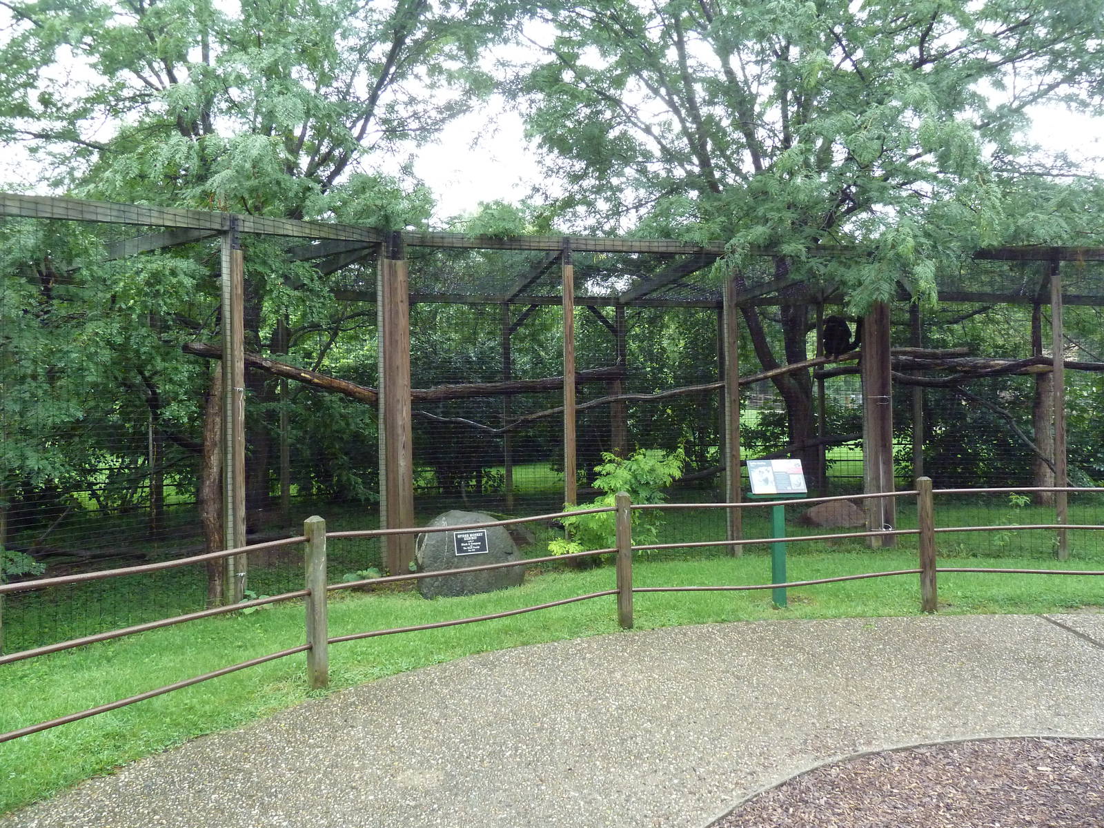 Black-Handed Spider Monkey Exhibit