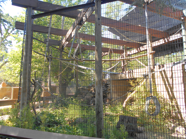 Black-handed spider monkey exhibit