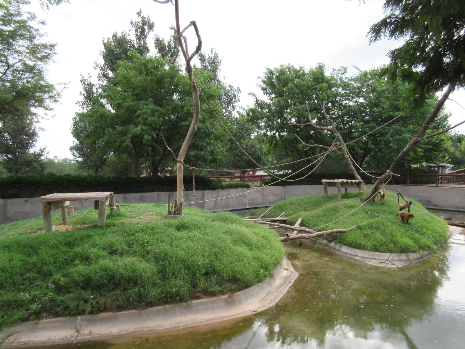 Black-Handed Spider Monkey Exhibit