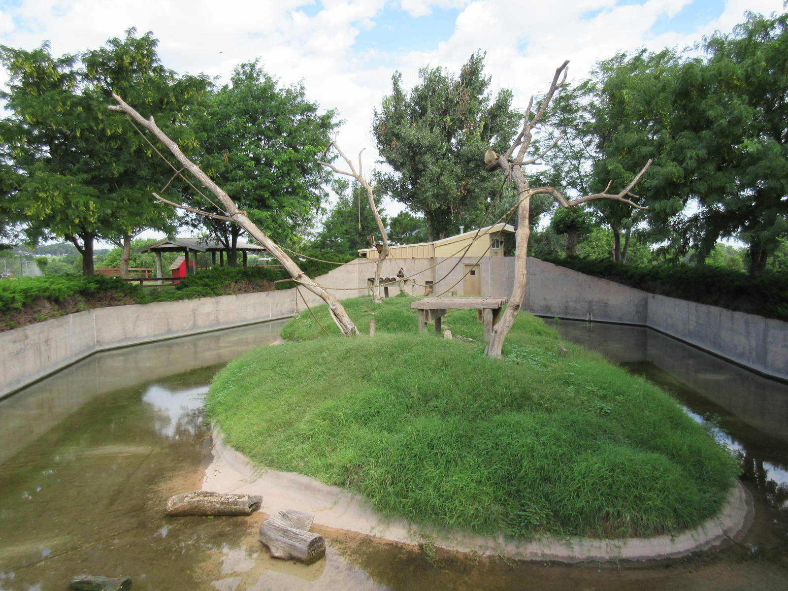 Black-Handed Spider Monkey Exhibit