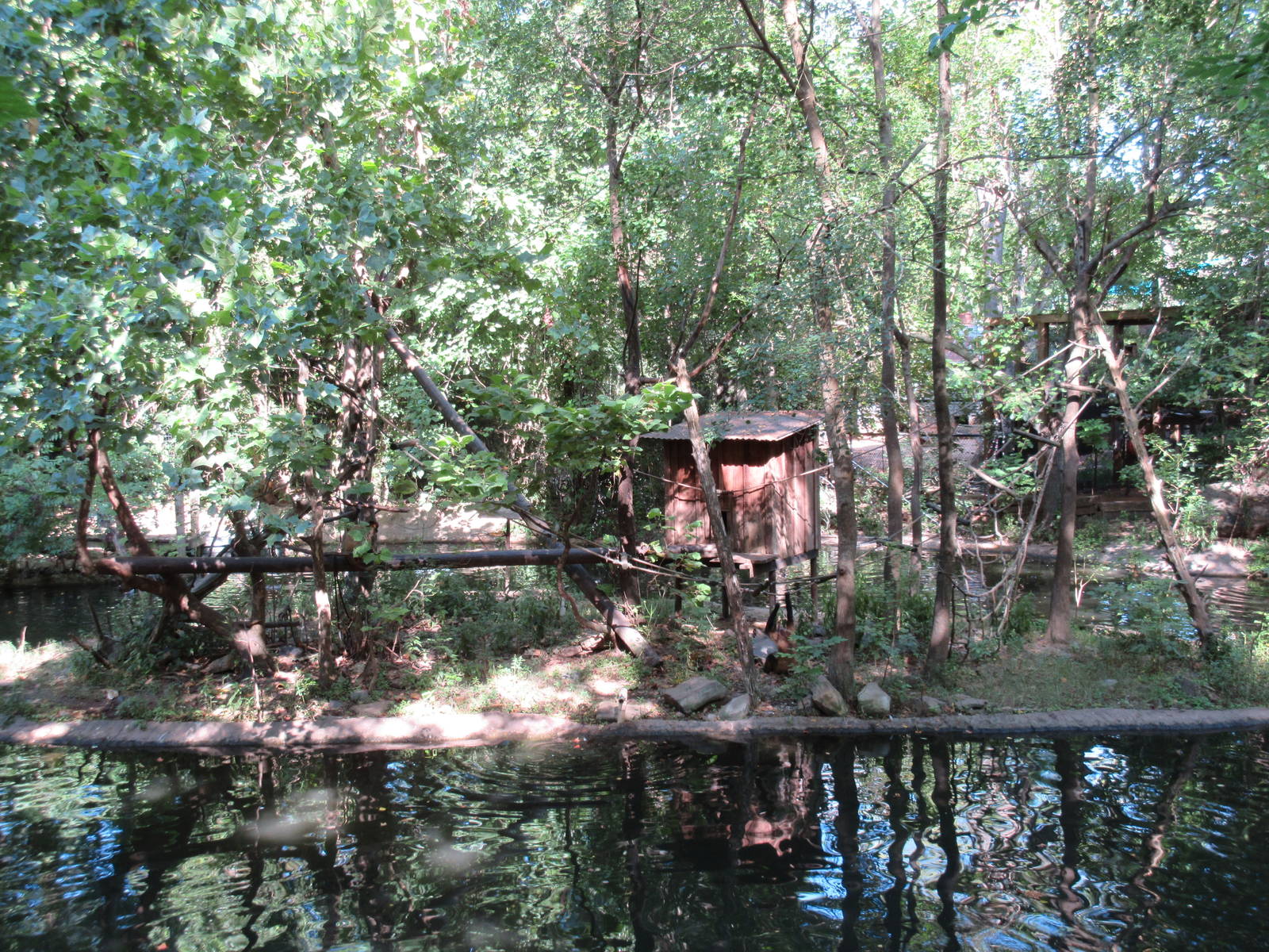 Black-Handed Spider Monkey Exhibit