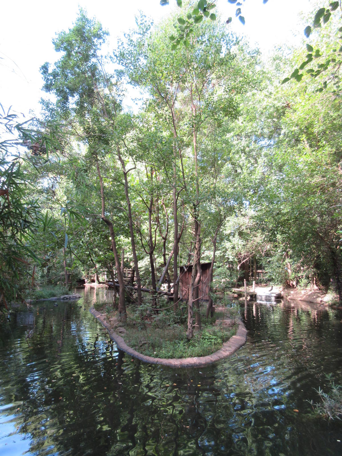 Black-Handed Spider Monkey Exhibit