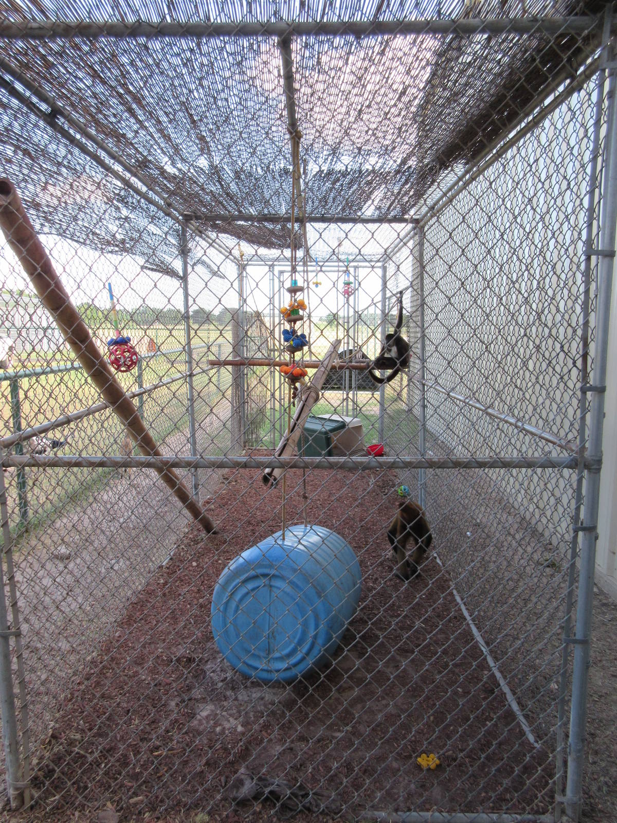 Black-Handed Spider Monkey Exhibit