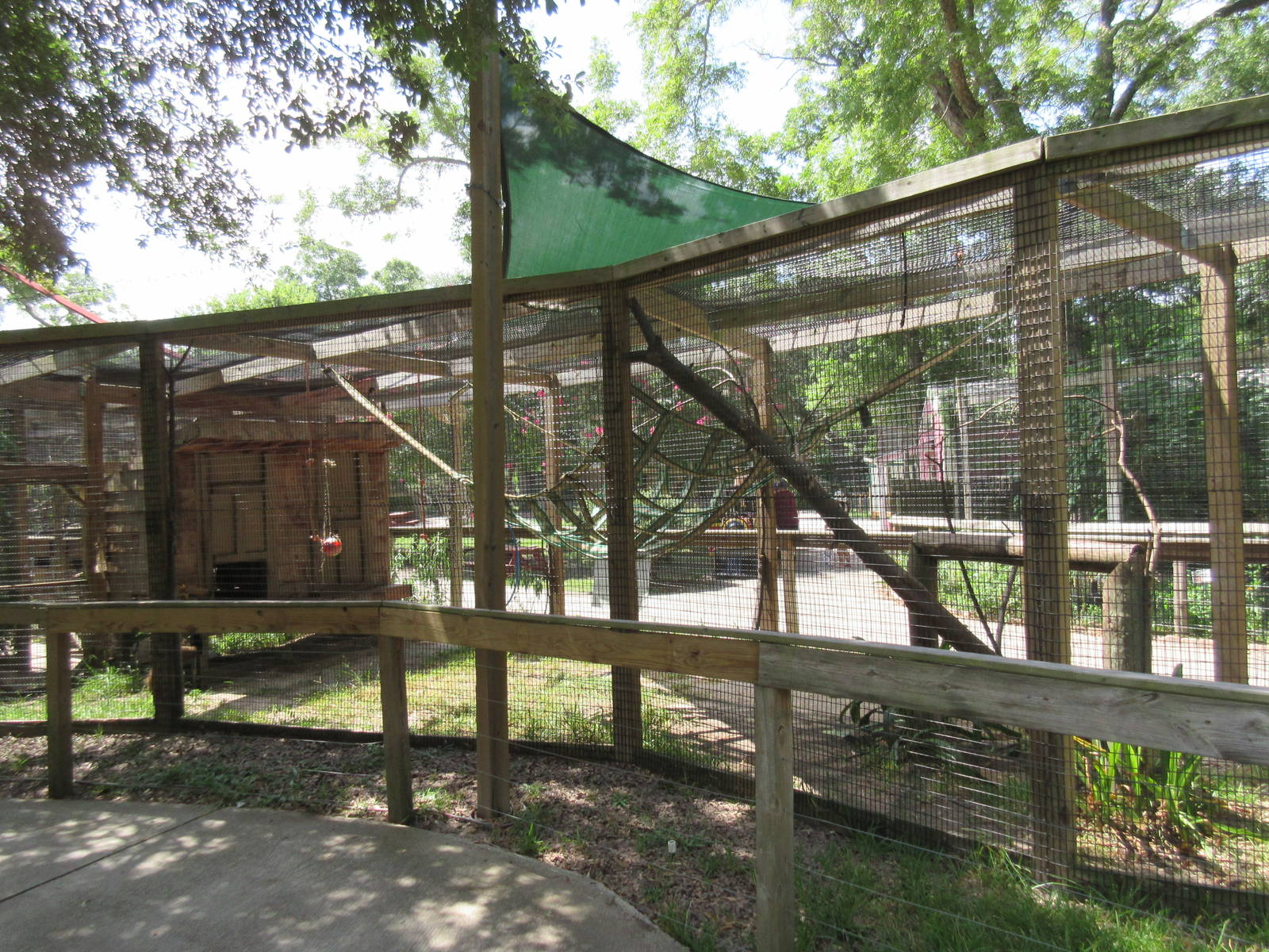 Black-Handed Spider Monkey Exhibit