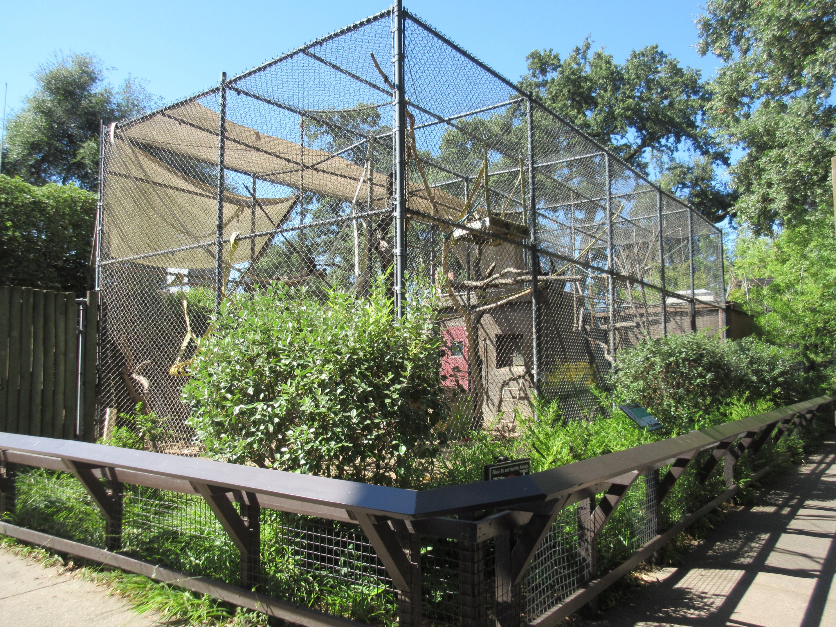 Black-Handed Spider Monkey Exhibit
