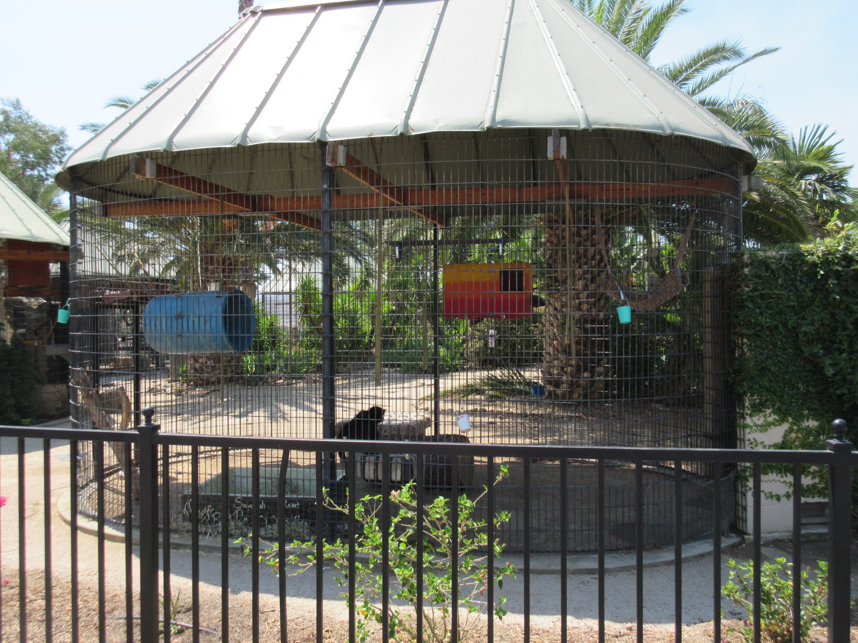 Black-Handed Spider Monkey Exhibit