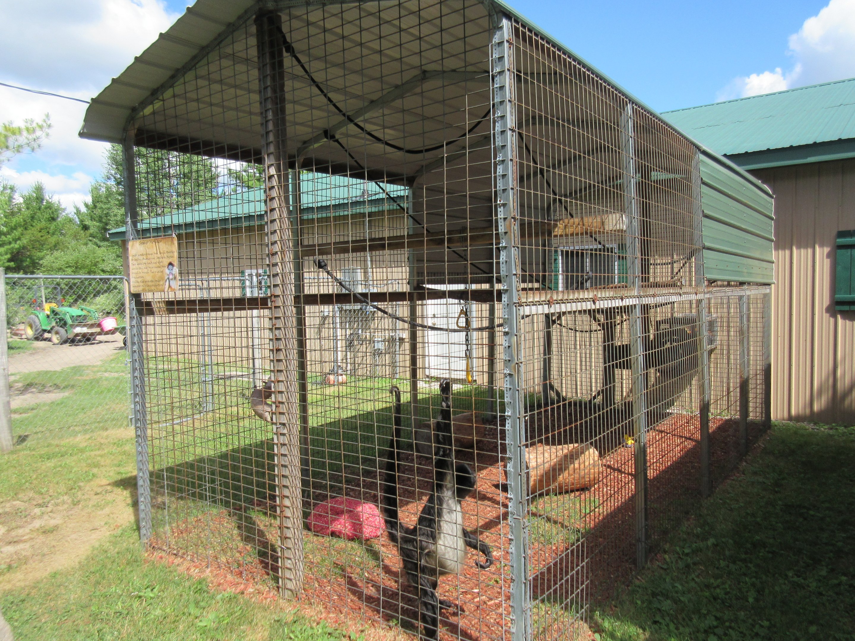Black-handed Spider Monkey Exhibit
