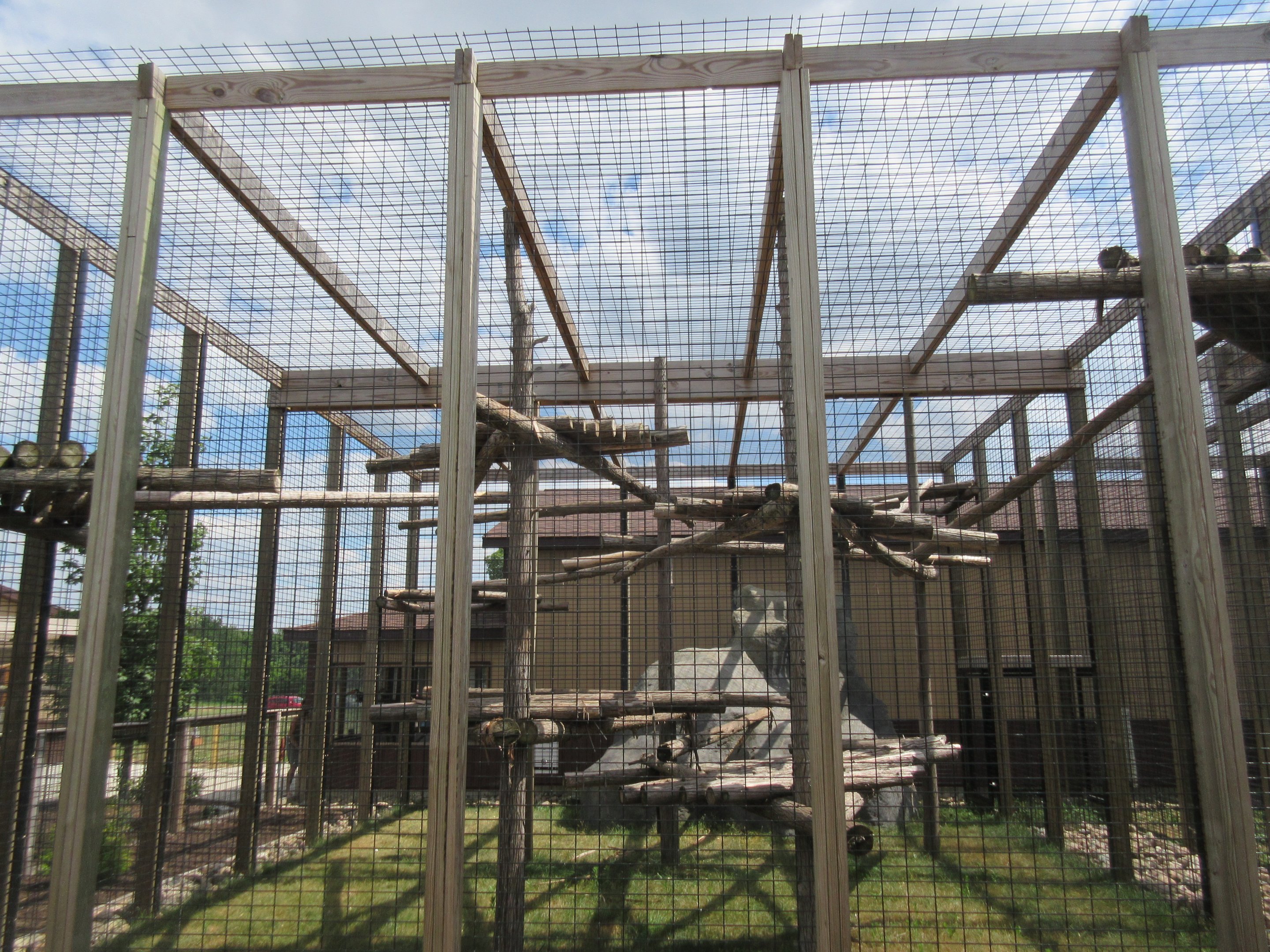 Black-handed Spider Monkey Exhibit