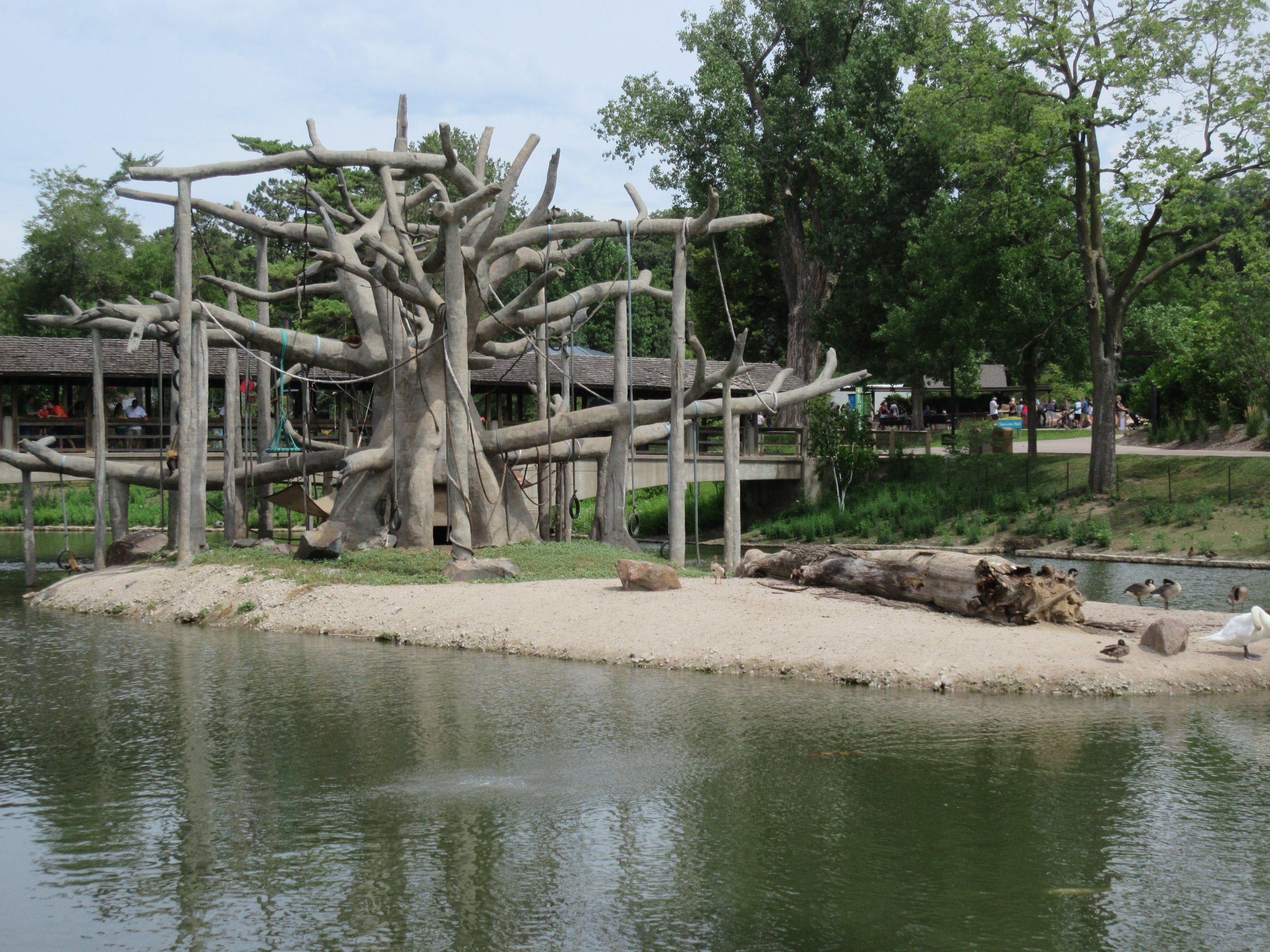 Black-handed Spider Monkey Exhibit