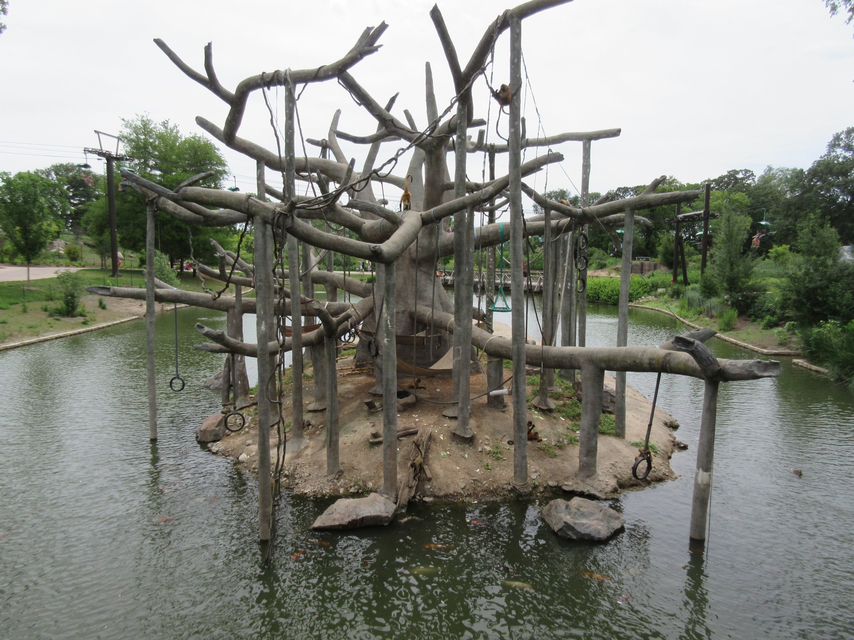 Black-handed Spider Monkey Exhibit