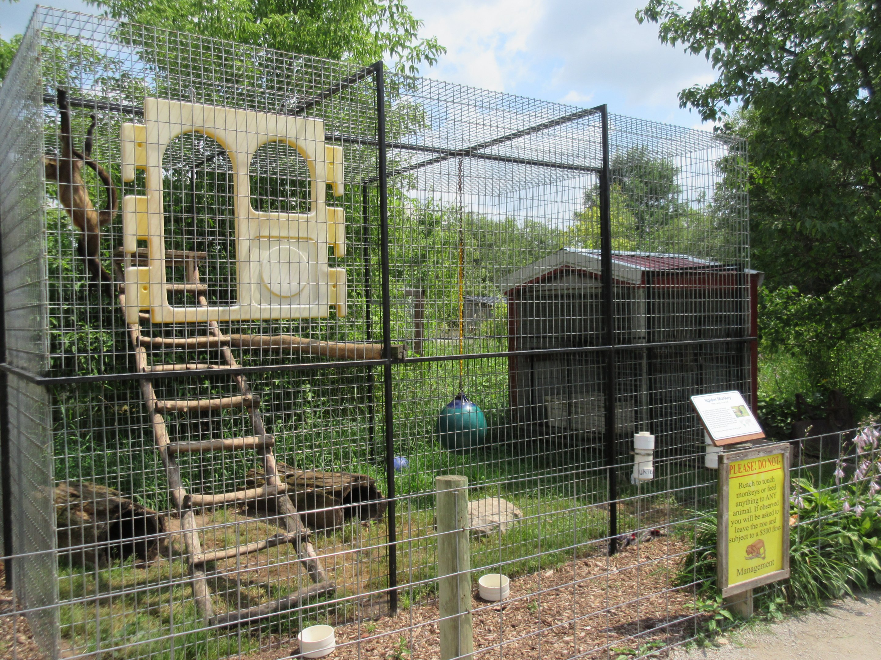 Black-handed Spider Monkey Exhibit