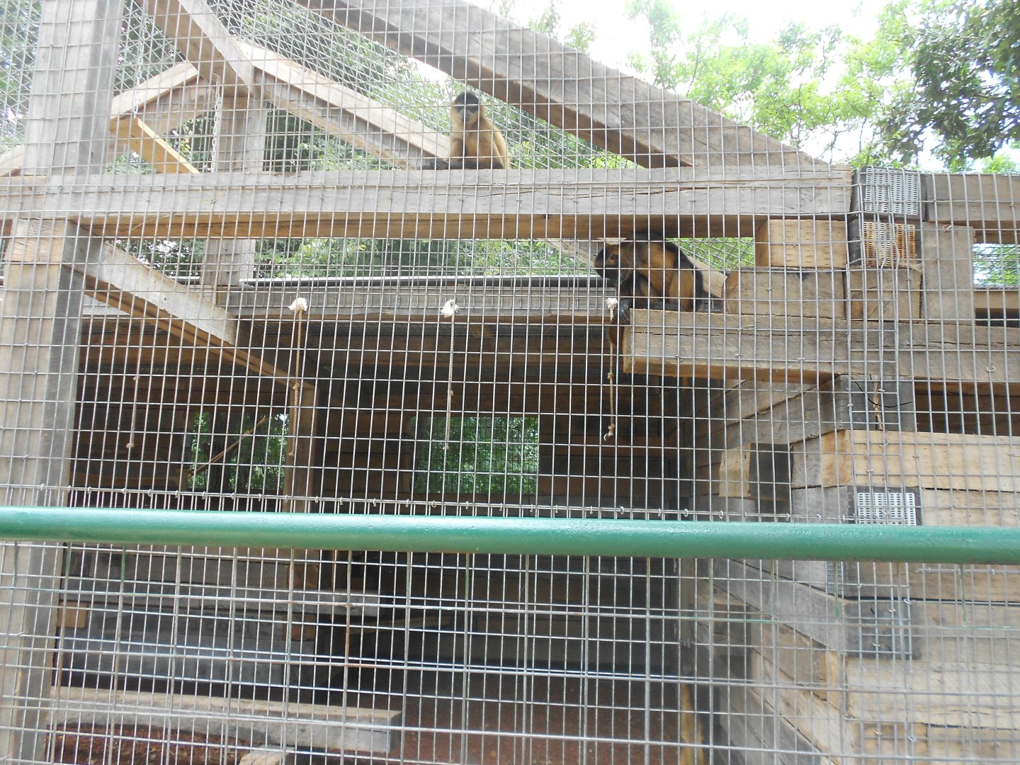 Black-handed spider monkey exhibit