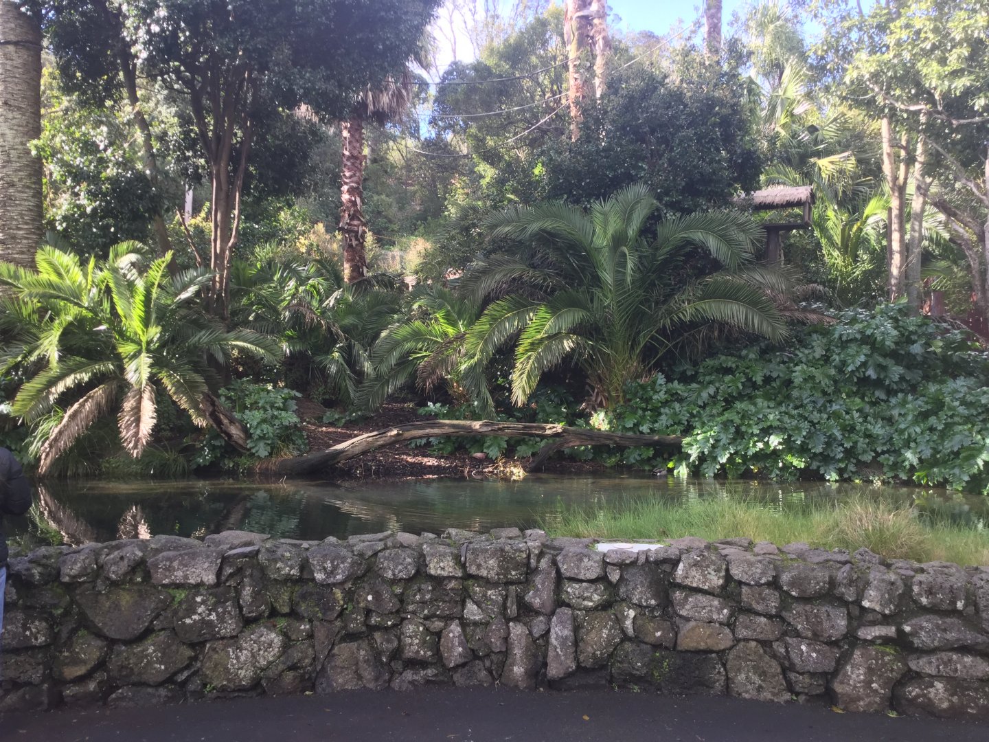 Black-handed Spider Monkey Exhibit