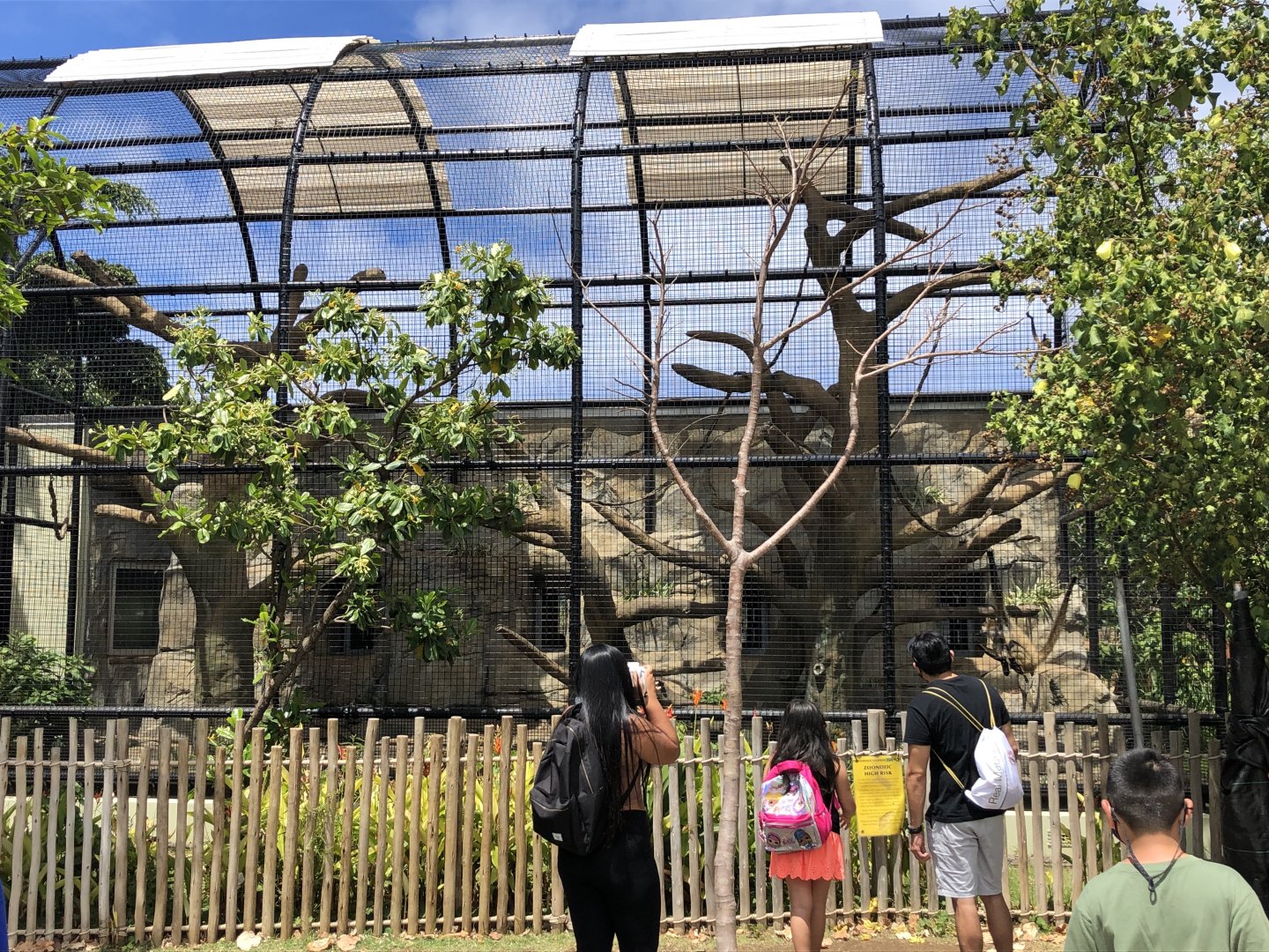 Black-handed spider monkey exhibit