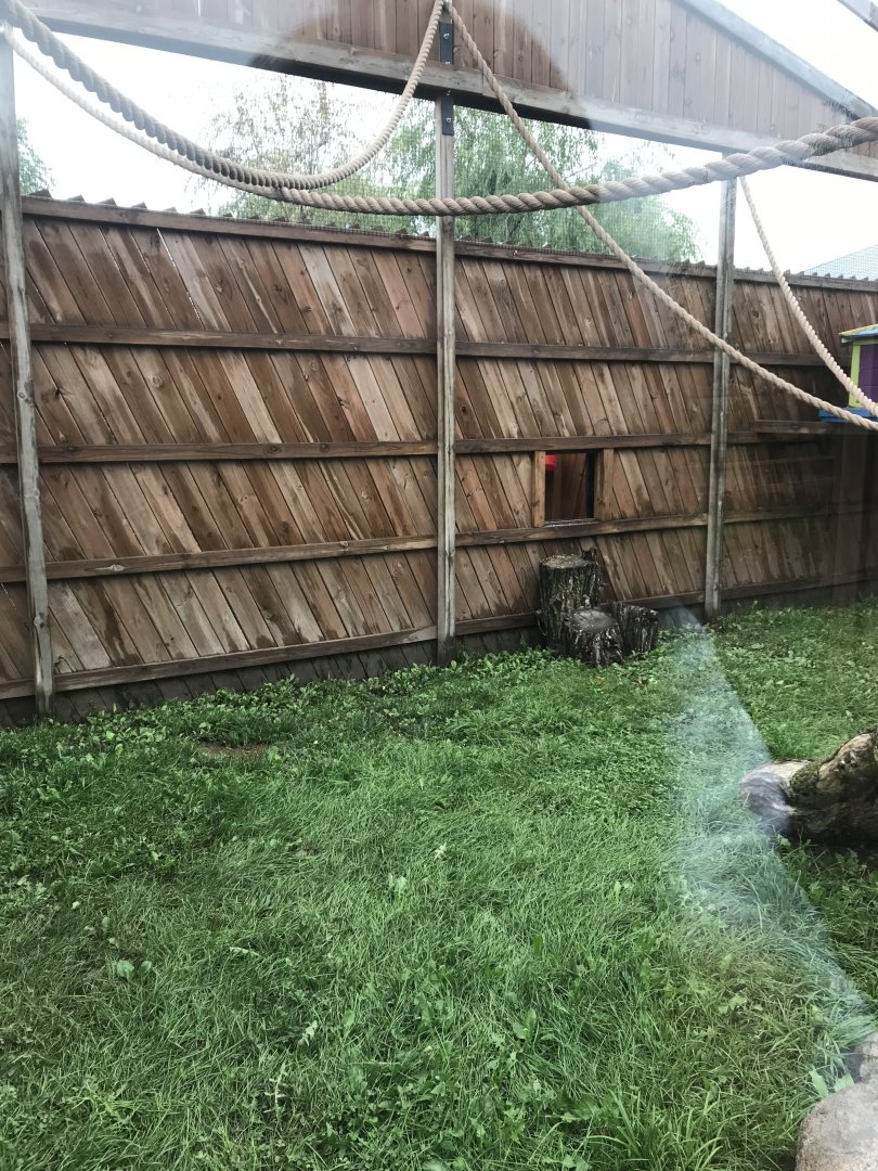Black-Handed Spider Monkey Exhibit