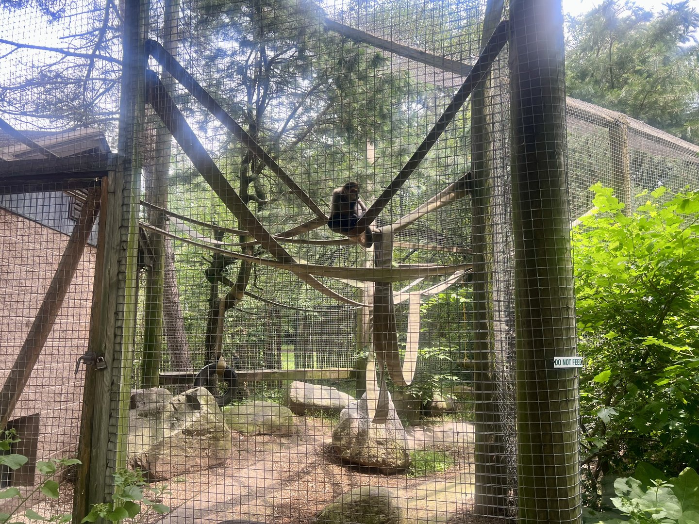 Black-handed Spider Monkey Exhibit