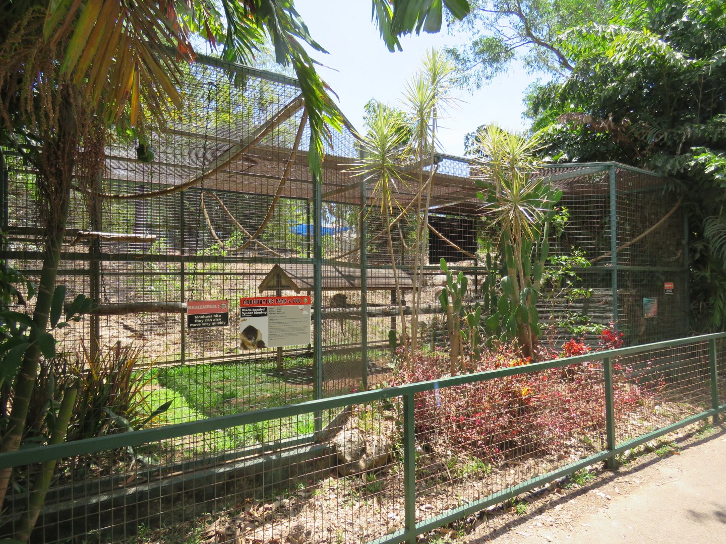 Black Handed Spider Monkey Exhibit