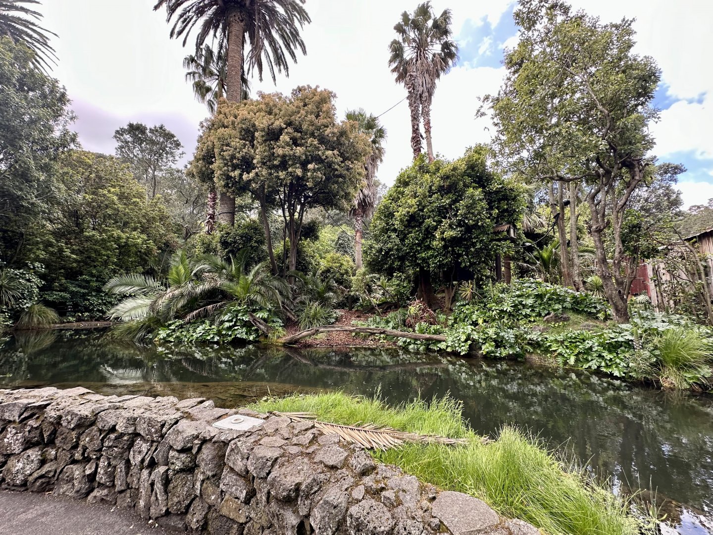 Black-handed Spider Monkey Exhibit