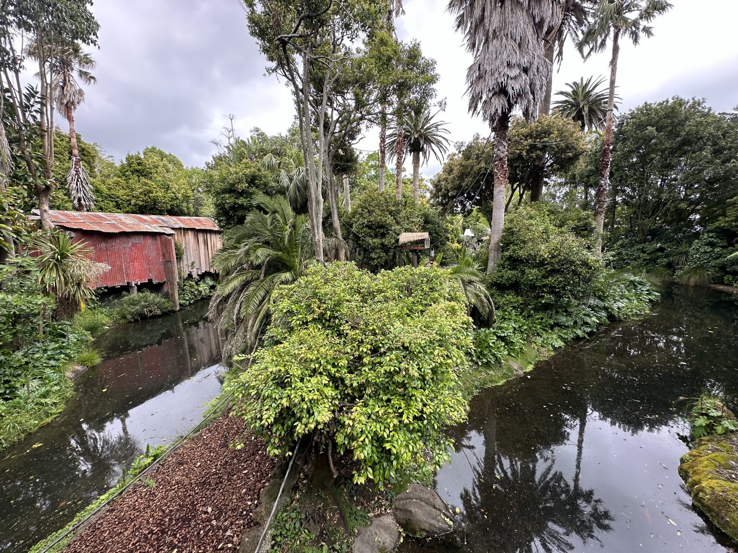 Black-handed Spider Monkey Exhibit