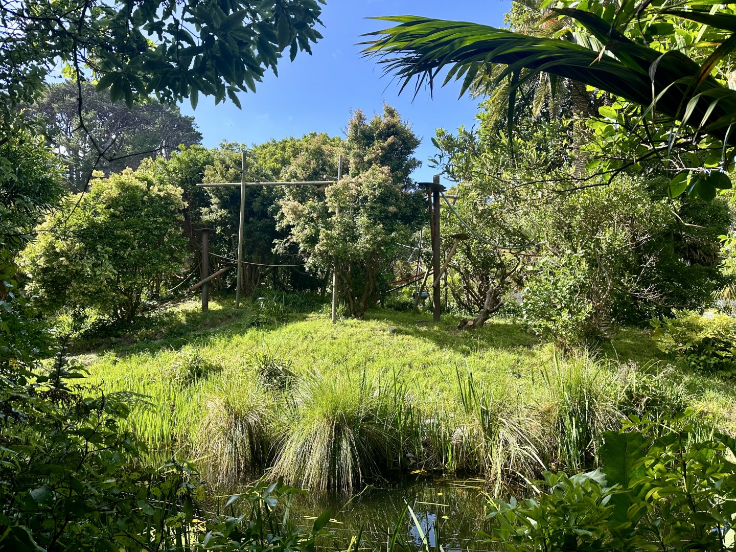 Black-handed Spider Monkey Exhibit