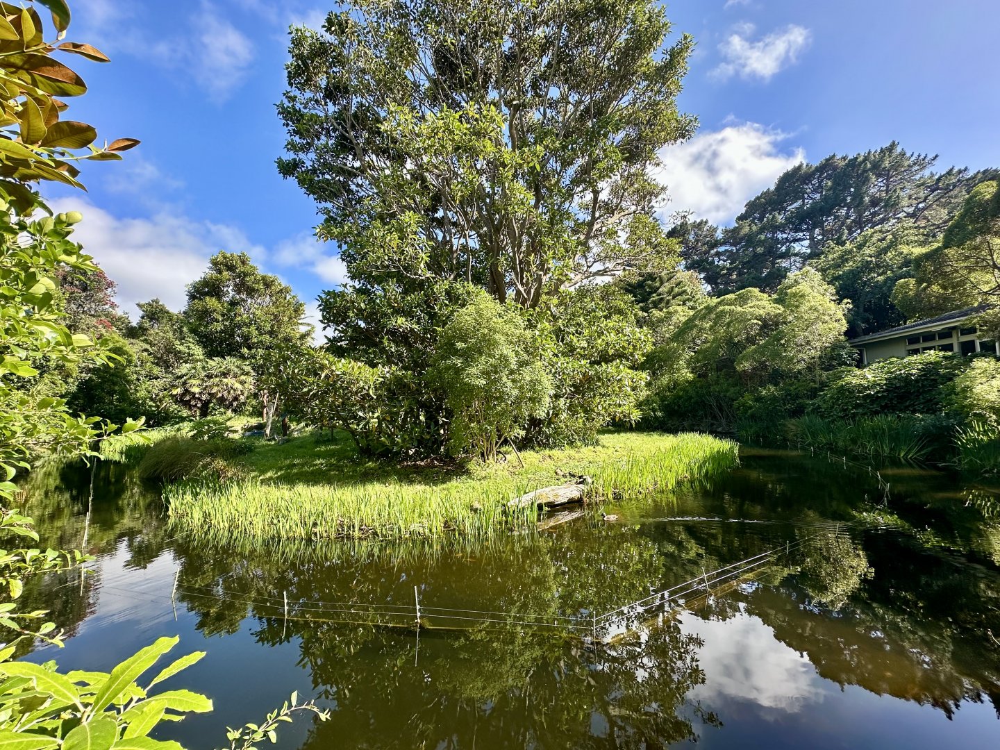 Black-handed Spider Monkey Exhibit