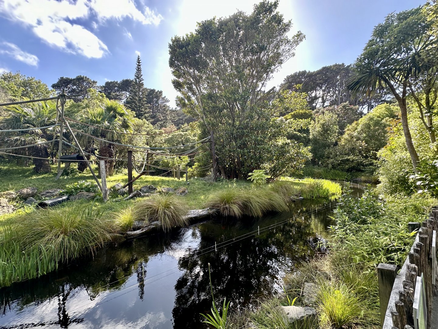 Black-handed Spider Monkey Exhibit