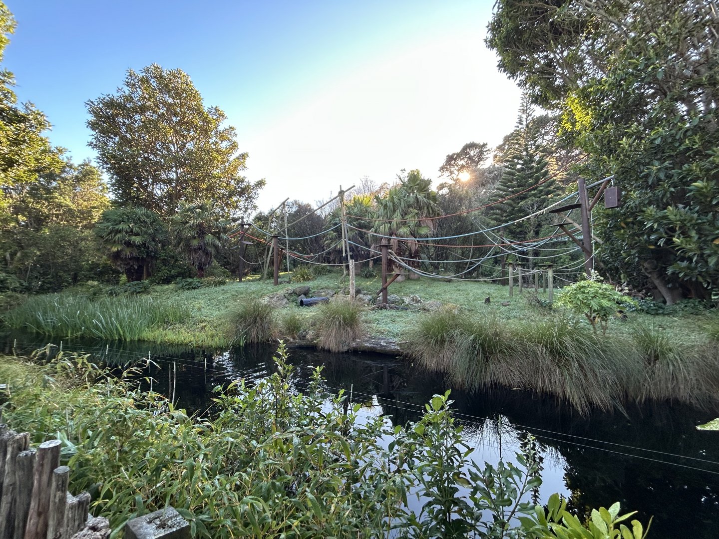 Black-handed Spider Monkey Exhibit