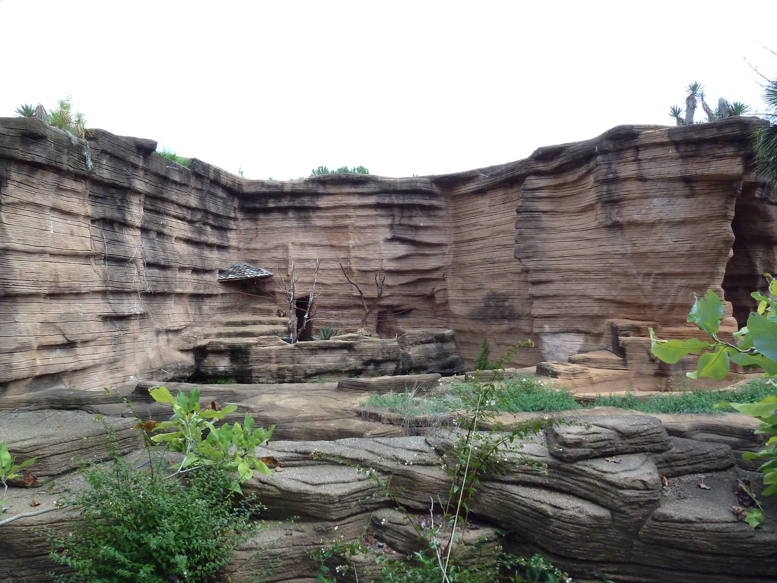 Black-Handed Spider Monkey + Hyena Exhibits