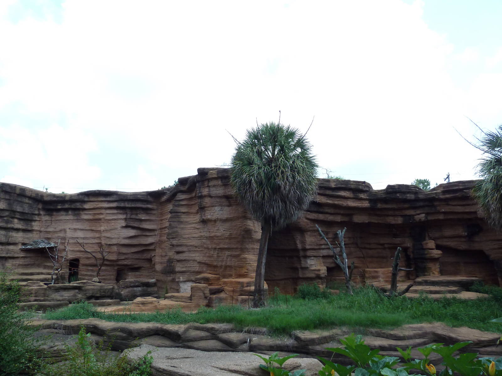 Black-Handed Spider Monkey + Hyena Exhibits