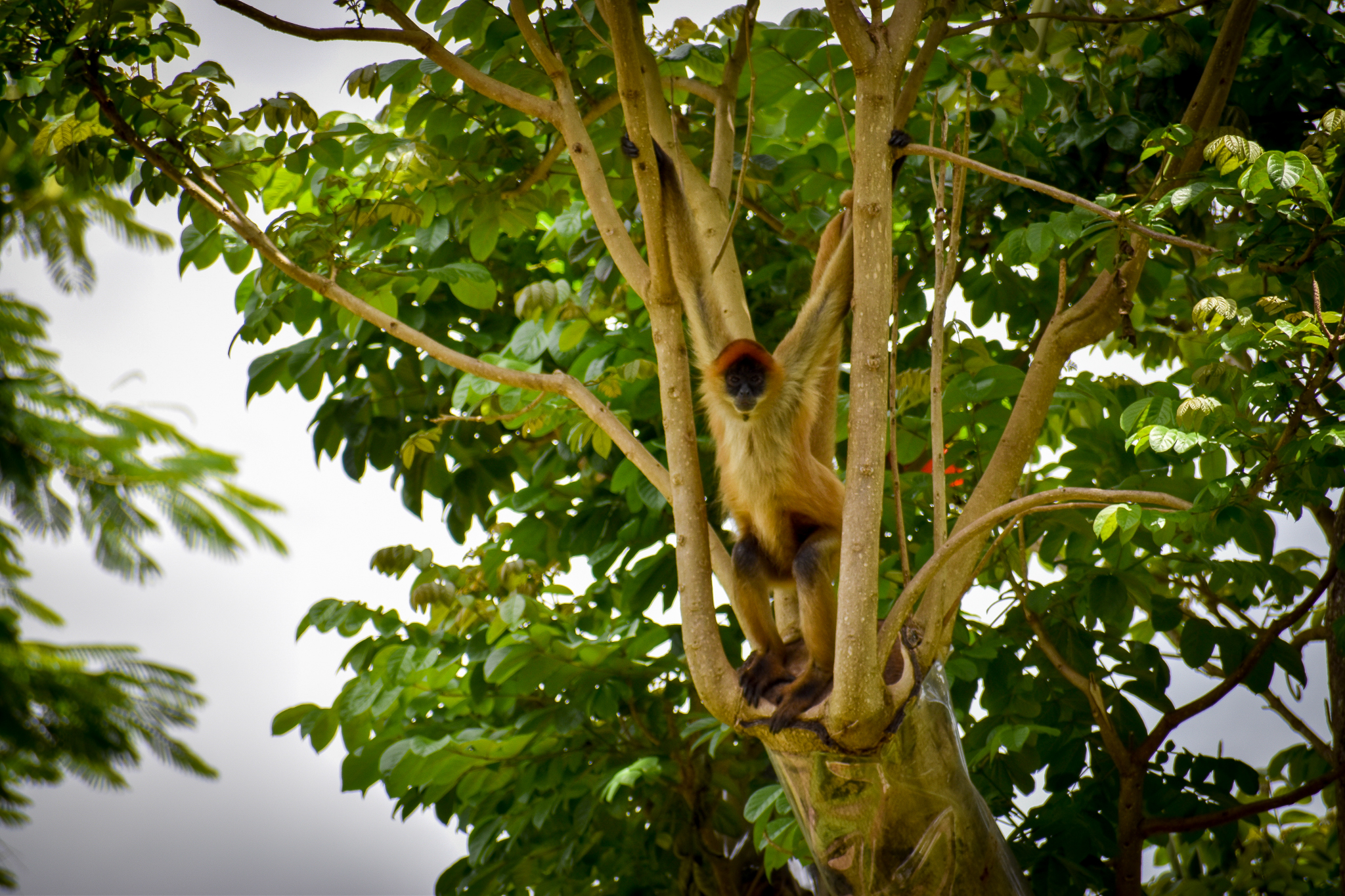 Black-handed Spider Monkey in Tree