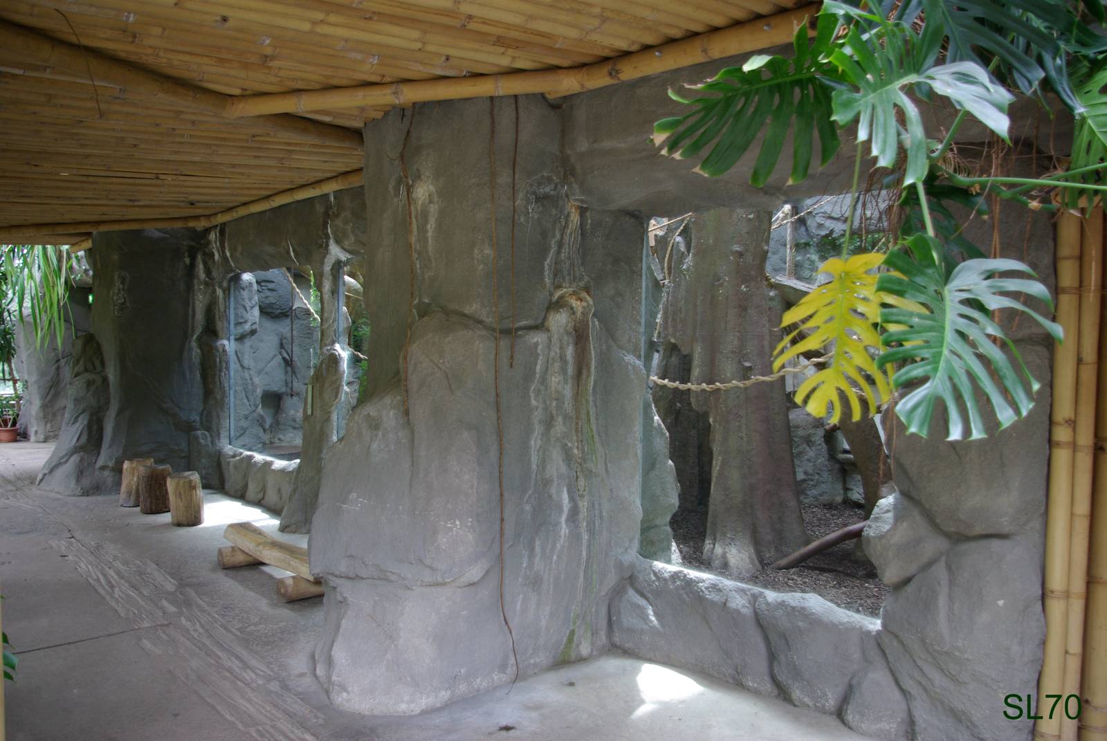Black-Handed Spider Monkey indoor enclosure