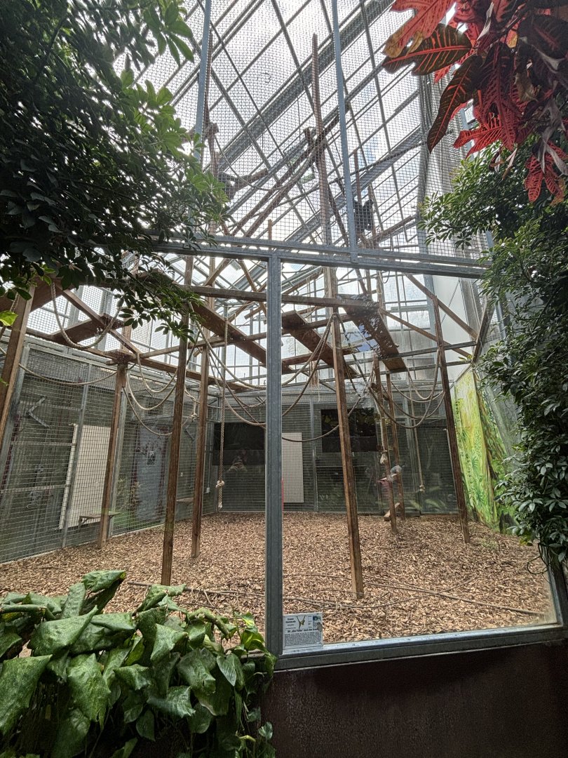 Black-handed Spider Monkey Indoor Enclosure