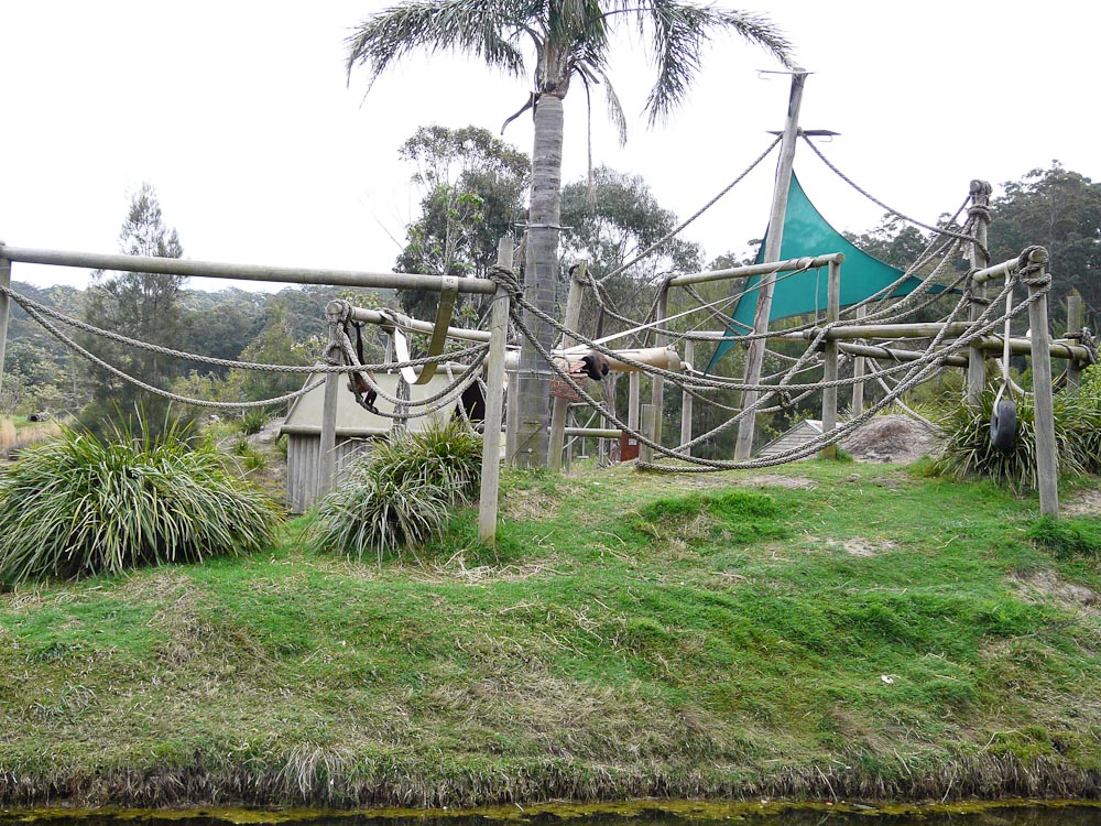 Black-handed spider monkey island