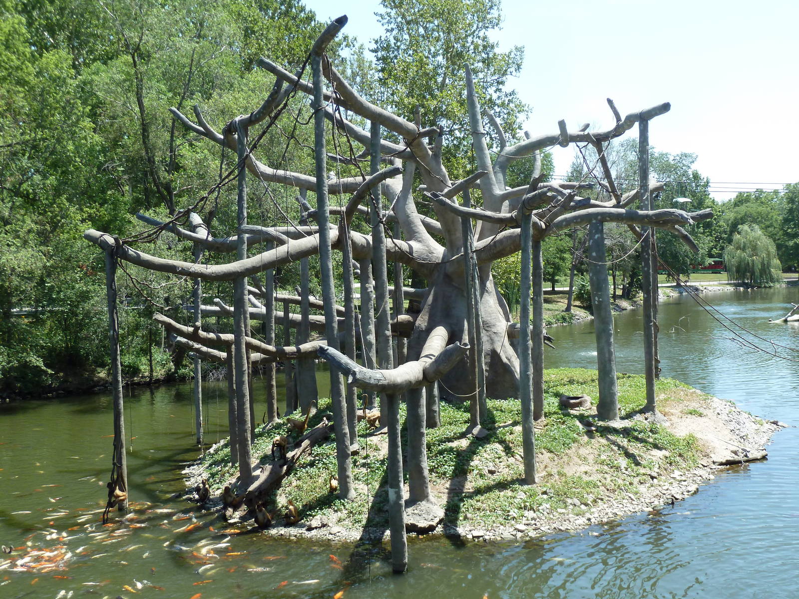 Black-Handed Spider Monkey Island