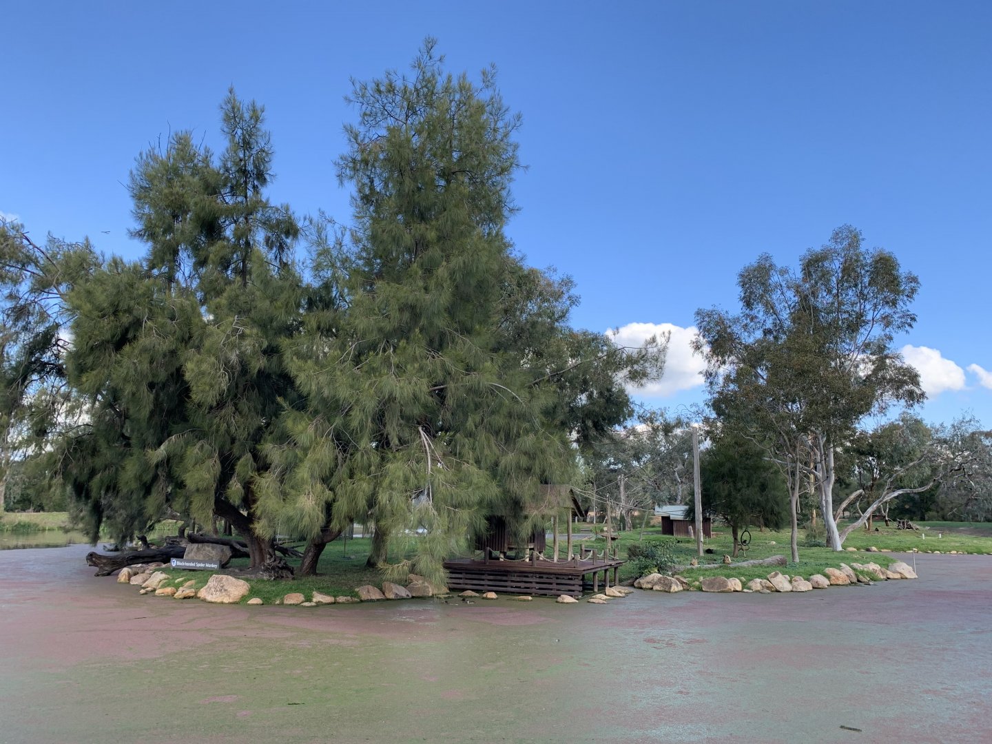 Black-handed Spider Monkey Island