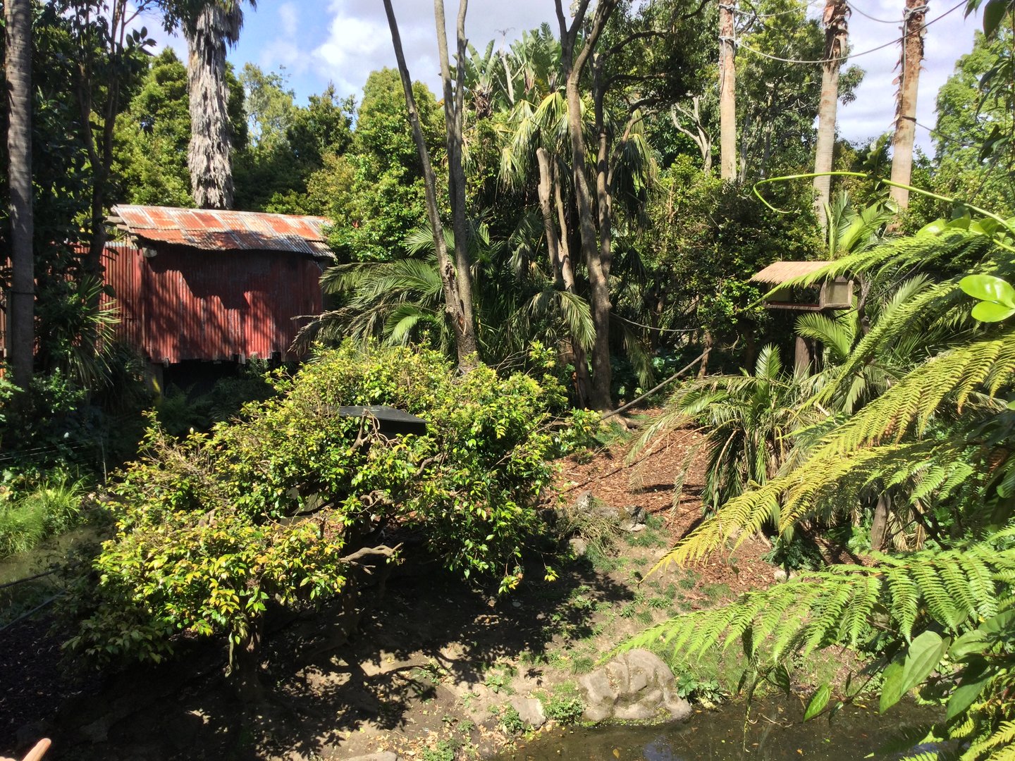 Black-handed Spider Monkey Island