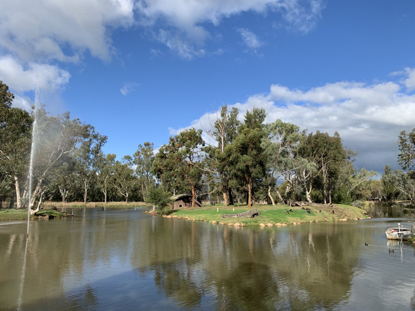 Black-handed Spider Monkey Island