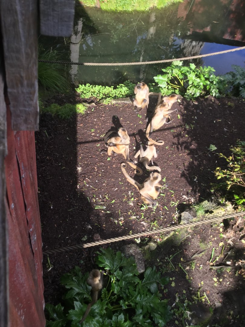 Black-handed Spider Monkey Troop