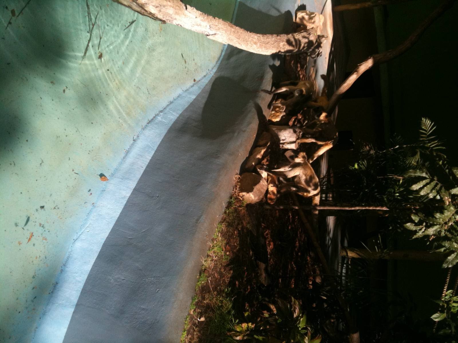 (Black Handed?) Spider Monkey