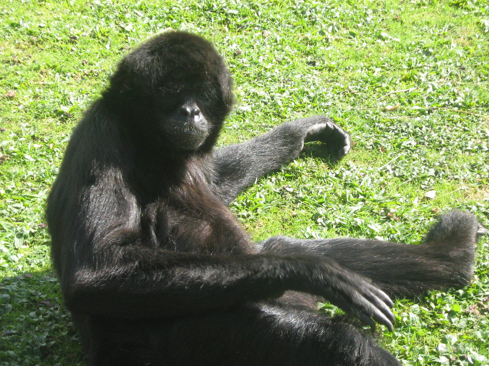 Black Handed Spider Monkey.
