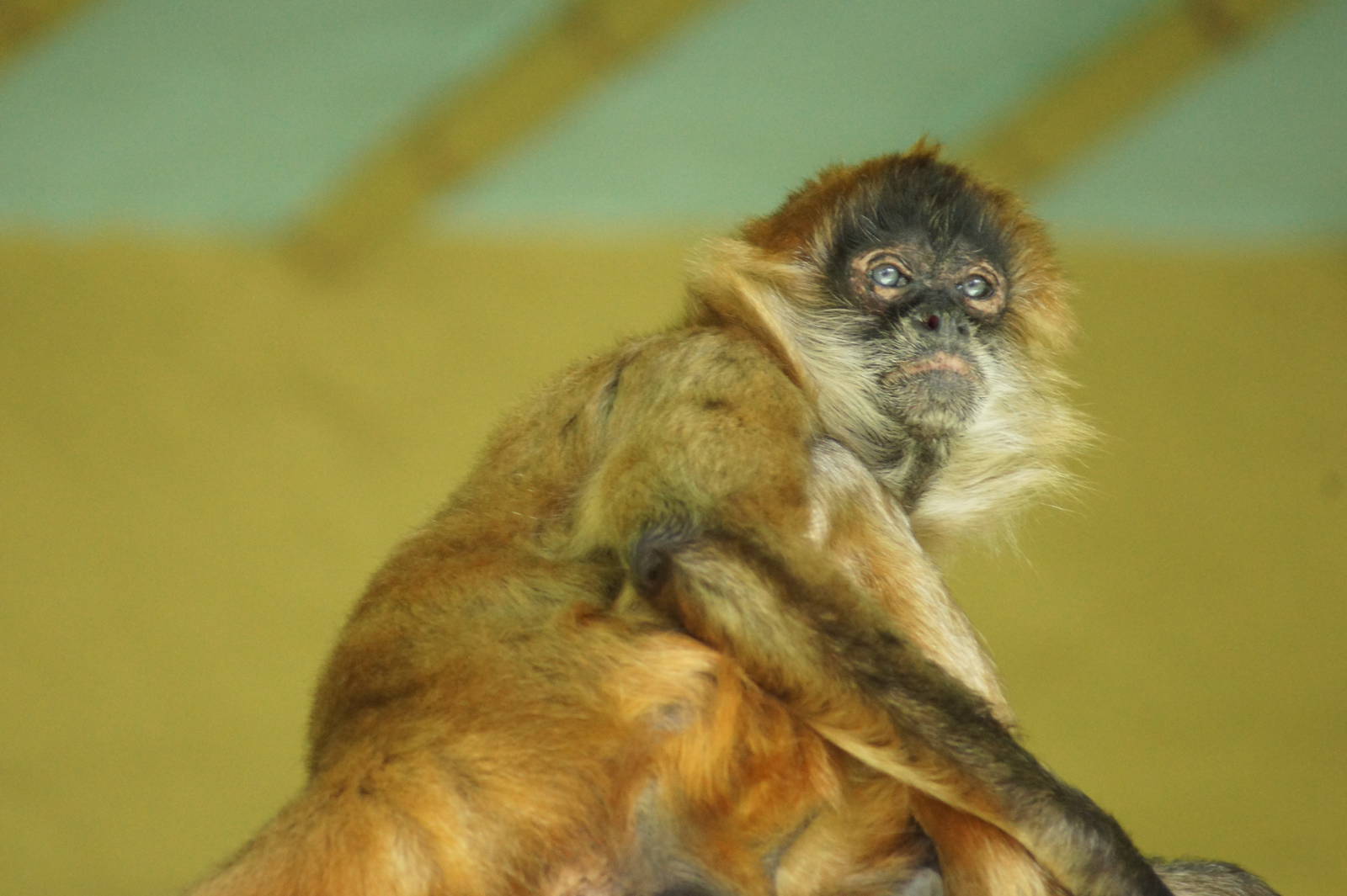 Black Handed Spider Monkey